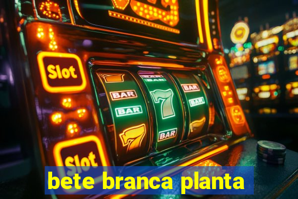 bete branca planta